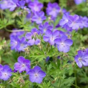 Geranium Johnson's Blue, Geranium Ibericum 'Johnson's Blue', 'Johnson's Blue' Geranium, Johnson Blue, Blue Geranium, Best geraniums, Best groundcovers