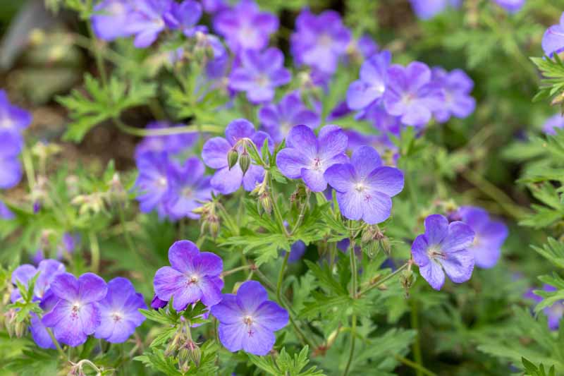 Geranium Johnson's Blue, Geranium Ibericum 'Johnson's Blue', 'Johnson's Blue' Geranium, Johnson Blue, Blue Geranium, Best geraniums, Best groundcovers