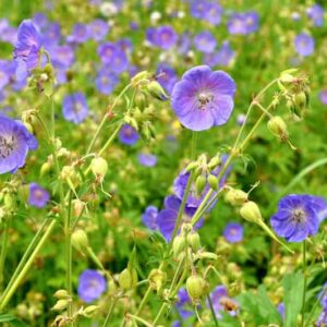 Geranium Pratense, Meadow Cranesbill, Common Cranesbill, Crowfoot, Meadow Geranium, Wild Geranium,Hardy Geranium, Blue Geranium, Best geraniums, Best groundcovers, Purple geranium