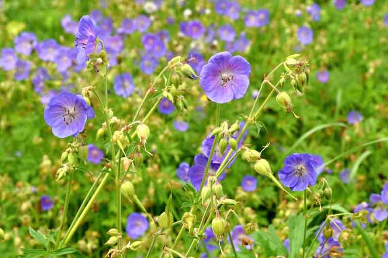 Geranium Pratense, Meadow Cranesbill, Common Cranesbill, Crowfoot, Meadow Geranium, Wild Geranium,Hardy Geranium, Blue Geranium, Best geraniums, Best groundcovers, Purple geranium