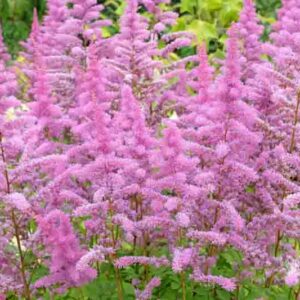 Astilbe x Arendsii 'Amethyst', Astilbe Amethyst information, Amethyst Astilbe information, False Spirea Amethyst information, Purple astilbe, lavender astilbe