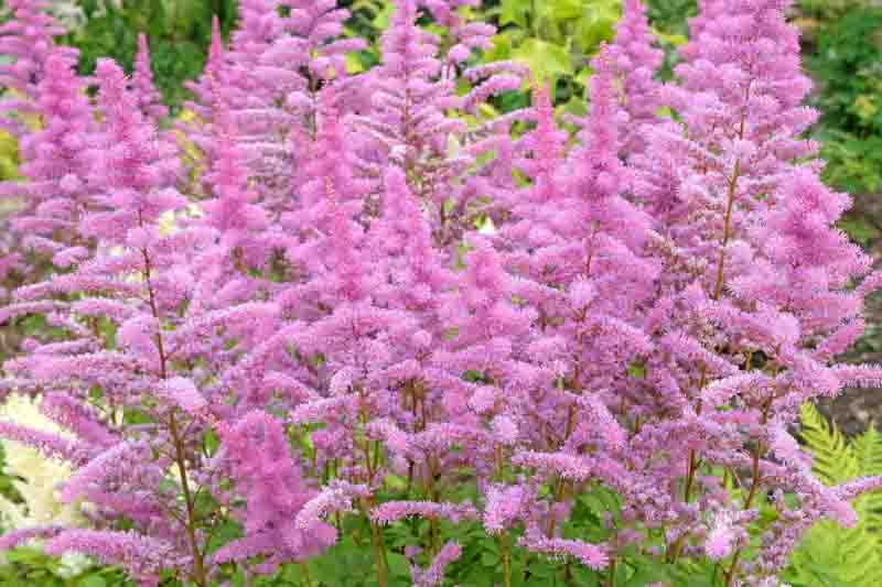 Astilbe x Arendsii 'Amethyst', Astilbe Amethyst information, Amethyst Astilbe information, False Spirea Amethyst information, Purple astilbe, lavender astilbe