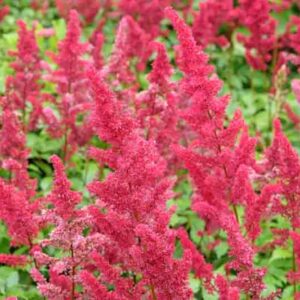 Astilbe x Arendsii 'Fanal', Astilbe Fanal information, Fanal Astilbe information, False Spirea Fanal information, Red astilbe, AGM Astilbe