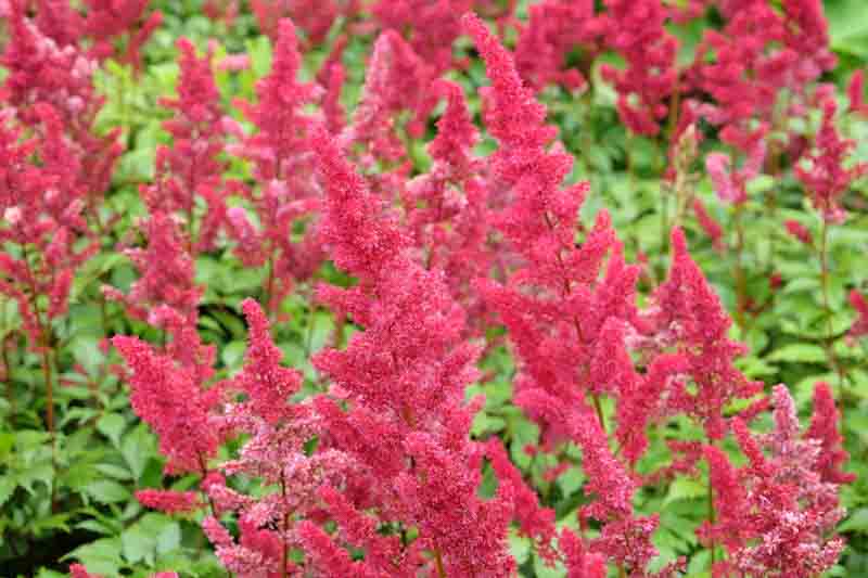 Astilbe x Arendsii 'Fanal', Astilbe Fanal information, Fanal Astilbe information, False Spirea Fanal information, Red astilbe, AGM Astilbe