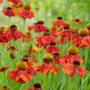 Common Sneezeweed Moerheim Beauty, False Sunflower Moerheim Beauty, Helen's Flowe Moerheim Beautyr, Yellow Star Moerheim Beauty, Late summer perennial, AGM perennials