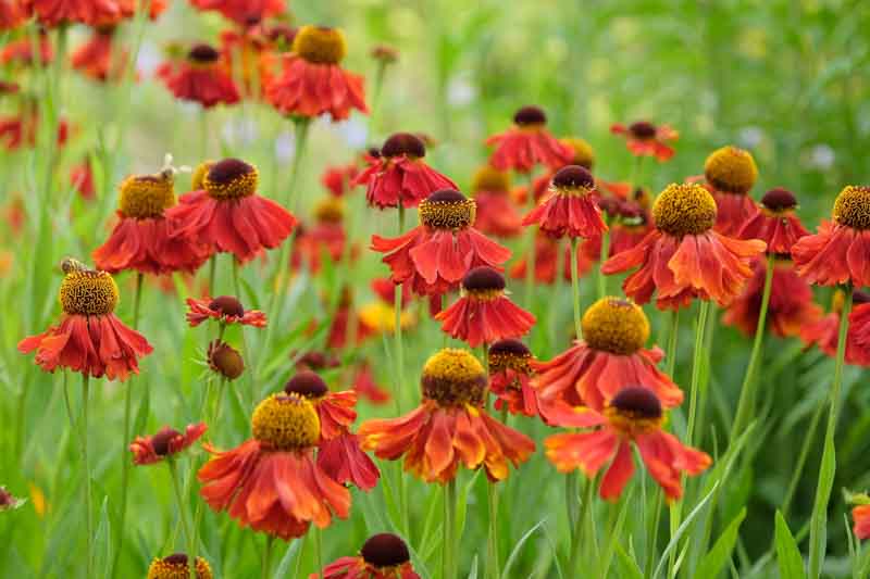 Common Sneezeweed Moerheim Beauty, False Sunflower Moerheim Beauty, Helen's Flowe Moerheim Beautyr, Yellow Star Moerheim Beauty, Late summer perennial, AGM perennials