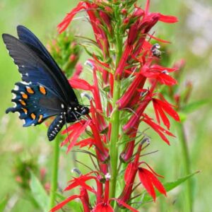 Lobelia Cardinalis, Cardinal Flower, Water Gladiole, Red Bay, Scarlet Lobelia, Slinkweed, Bog Sage, Hog's Physic, Indian Pink, Lobelia fulgens, Lobelia splendens, Red flowers