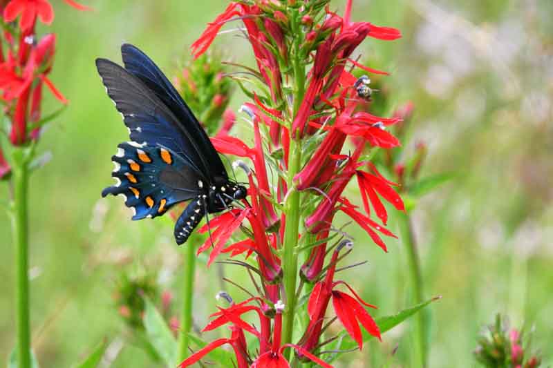 Lobelia Cardinalis, Cardinal Flower, Water Gladiole, Red Bay, Scarlet Lobelia, Slinkweed, Bog Sage, Hog's Physic, Indian Pink, Lobelia fulgens, Lobelia splendens, Red flowers