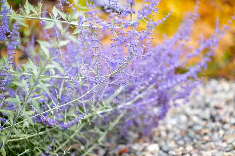 Salvia yangii, perovskia, Russian Sage