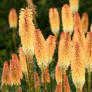 Kniphofia 'Tawny King', Red Hot Poker 'Tawny King', Poker Plant 'Tawny King', Torch Lily 'Tawny King', Tritoma 'Tawny King', AGM kniphofia, orange flowers, yellow flowers