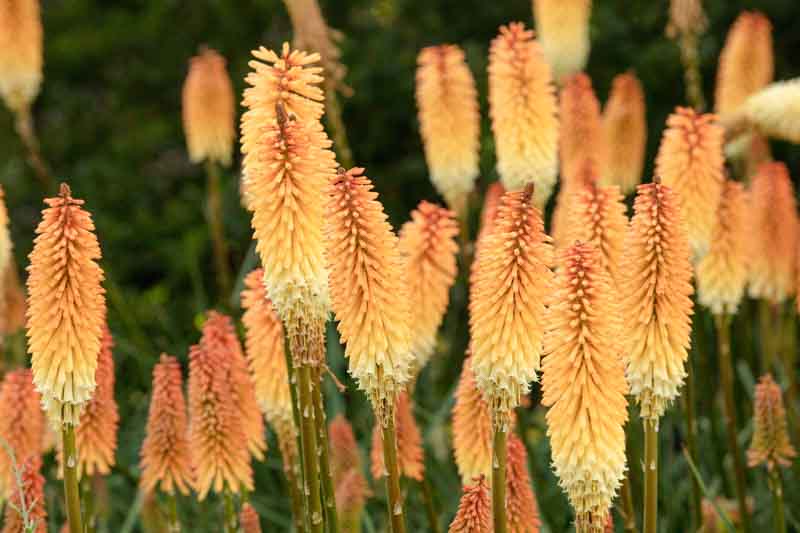 Kniphofia 'Tawny King', Red Hot Poker 'Tawny King', Poker Plant 'Tawny King', Torch Lily 'Tawny King', Tritoma 'Tawny King', AGM kniphofia, orange flowers, yellow flowers