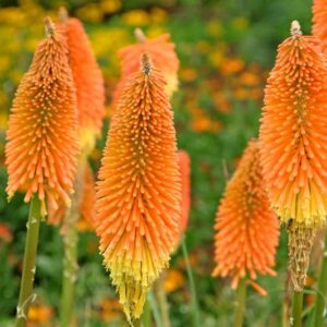 Kniphofia 'Nobilis', Red Hot Poker 'Nobilis', Poker Plant 'Nobilis', Torch Lily 'Nobilis', Tritoma 'Nobilis', Kniphofia Uvaria 'Nobilis' Kniphofia Uvaria var. Nobilis, kniphofias, yellow flowers, red flowers, orange flowers