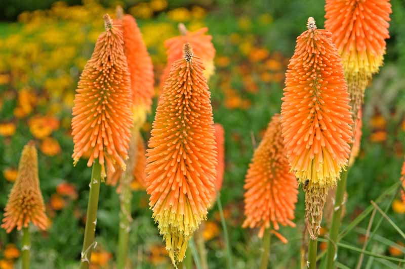 Kniphofia 'Nobilis', Red Hot Poker 'Nobilis', Poker Plant 'Nobilis', Torch Lily 'Nobilis', Tritoma 'Nobilis', Kniphofia Uvaria 'Nobilis' Kniphofia Uvaria var. Nobilis, kniphofias, yellow flowers, red flowers, orange flowers