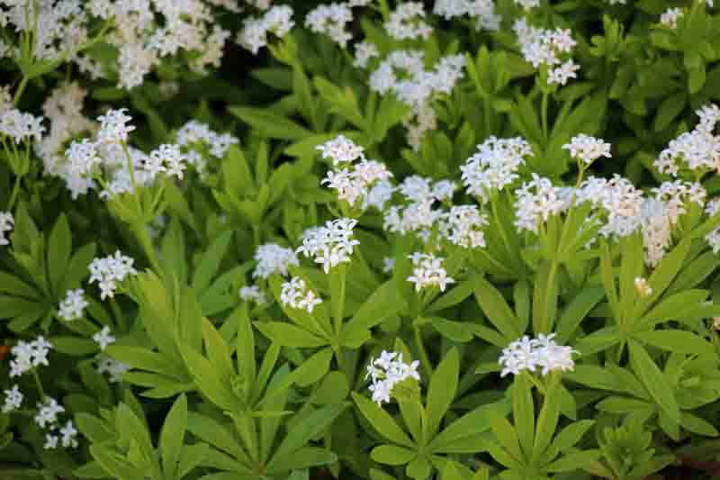 Galium Odoratum, Sweet Woodruff, Hay Plant, Kiss-Me-Quick, Mugwet, Rockweed, Sweet Grass, Woodruff, White flowers, Perennial for shade, perennials for shade, shade perennial, Asperula Odorata