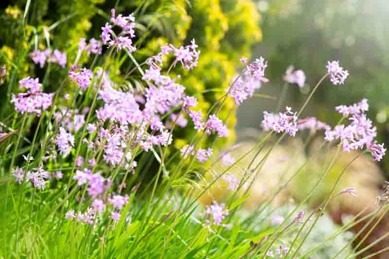 Tulbaghia Violacea, Society Garlic, Pink Agapanthus, Spring Bulbs, Spring Flowers, Spring Bulbs, Spring Flowers, Pink Flowers