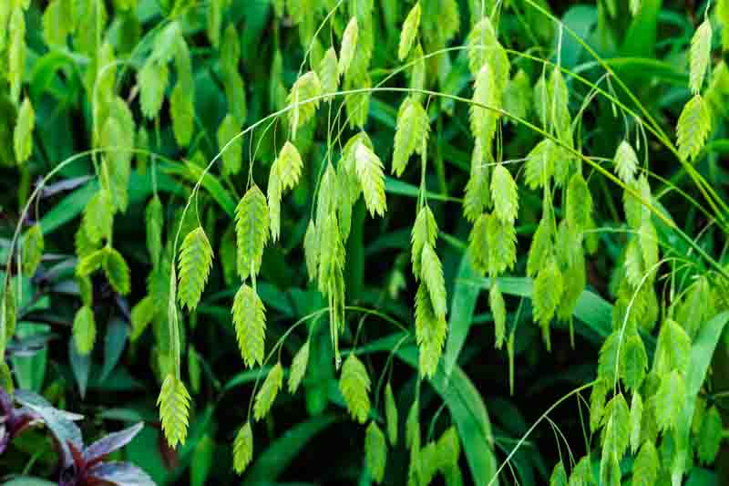 Chasmanthium Latifolium, North America Wild Oats, Northern Sea Oats, Spangle Grass, Sea Oats