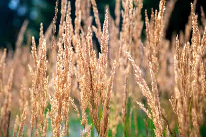 Ornamental grasses calamagrostis acutiflora karl foerster feather reed grass growing and swaying in the wind on a summer day, creating a peaceful and natural atmosphere