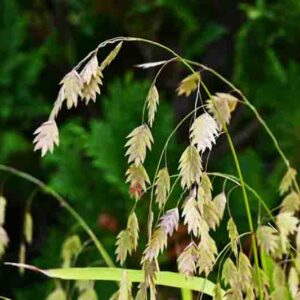 Chasmanthium Latifolium, North America Wild Oats, Northern Sea Oats, Spangle Grass, Sea Oats