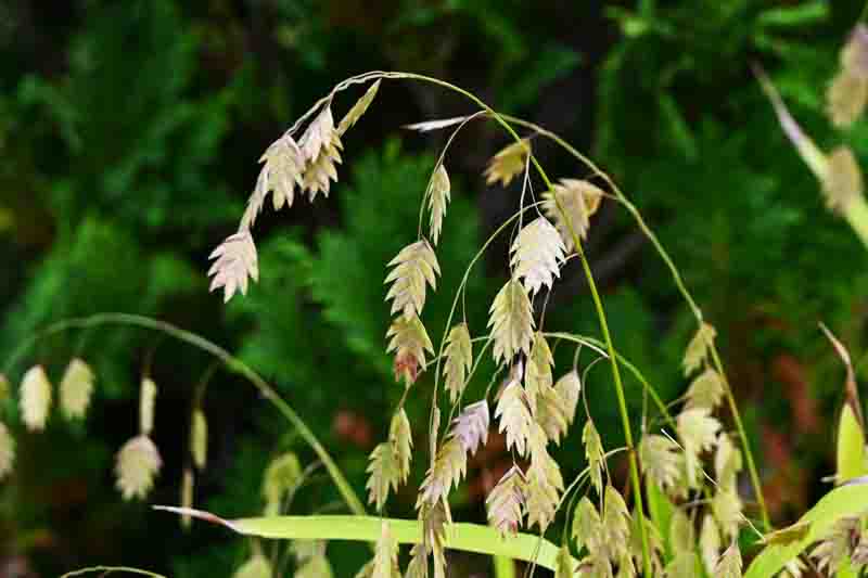 Chasmanthium Latifolium, North America Wild Oats, Northern Sea Oats, Spangle Grass, Sea Oats