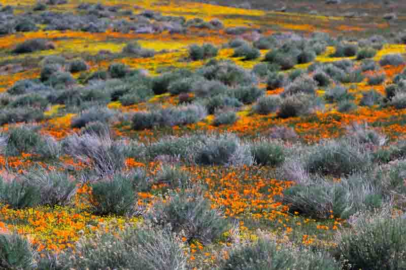 California poppy, California poppies, California Wildflowers, Wildflowers, Yellow Wildflowers,