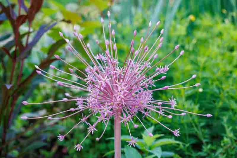 Allium Schubertii, Tumbleweed Onion, Ornamental Onion, Spring Bulbs, Spring Flowers , Purple Onions, Late Spring Flowers, Early Summer Flowers,