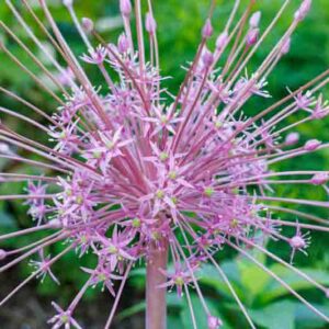 Allium Schubertii, Tumbleweed Onion, Ornamental Onion, Spring Bulbs, Spring Flowers , Purple Onions, Late Spring Flowers, Early Summer Flowers,
