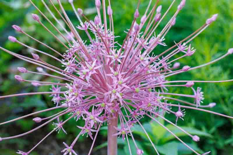 Allium Schubertii, Tumbleweed Onion, Ornamental Onion, Spring Bulbs, Spring Flowers , Purple Onions, Late Spring Flowers, Early Summer Flowers,