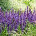 Salvia Nemorosa Caradonna, Salvia Caradonna, Sage Caradonna, award-winning salvia, Balkan Clary Caradonna, Steppe sage Caradonna