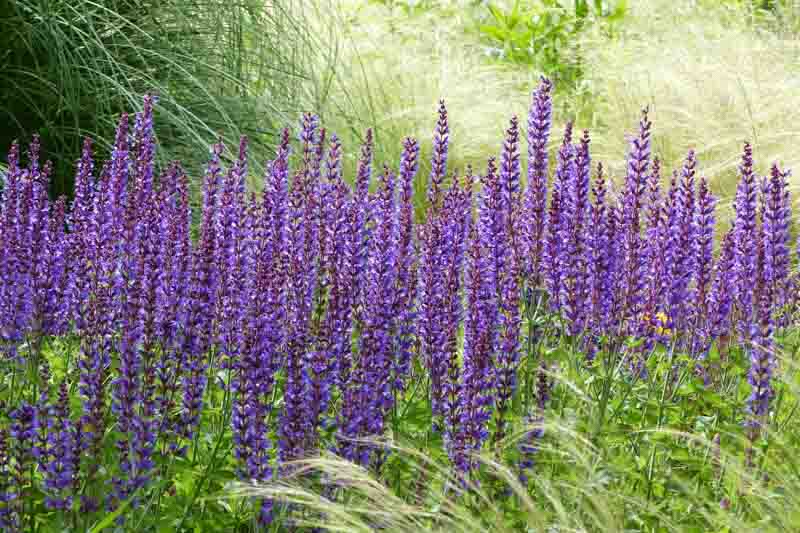 Salvia Nemorosa Caradonna, Salvia Caradonna, Sage Caradonna, award-winning salvia, Balkan Clary Caradonna, Steppe sage Caradonna