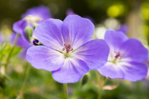 Geranium Rozanne, Hardy Geranium Rozanne, Crane's Bill Rozanne, Award geranium, AGM Geranium, Best geraniums, Best groundcovers, blue geranium, violet geranium