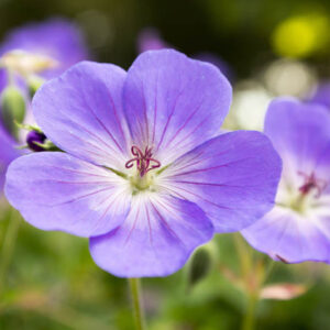 Geranium Rozanne, Hardy Geranium Rozanne, Crane's Bill Rozanne, Award geranium, AGM Geranium, Best geraniums, Best groundcovers, blue geranium, violet geranium