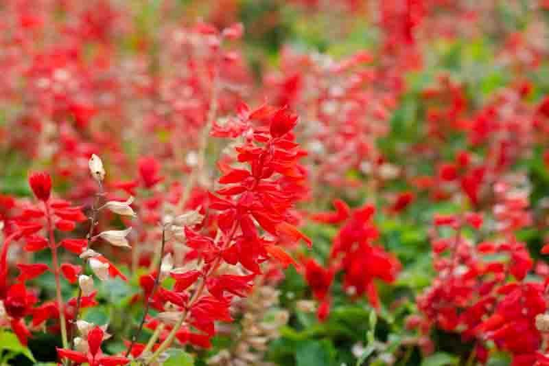 Scarlet Sage, Scarlet Salvia, Red Salvia, Tropical Sage, Bonfire Salvia,