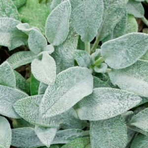 Stachys Byzantina, Lamb's Ears, Donkey's Ears, Jesus Flannel, silver foliage perennial