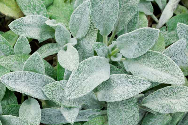 Stachys Byzantina, Lamb's Ears, Donkey's Ears, Jesus Flannel, silver foliage perennial
