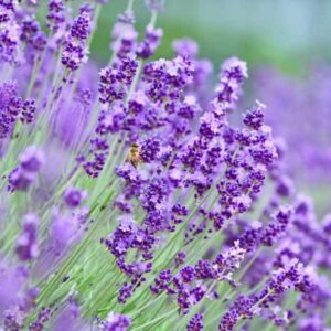 Lavandula x Intermedia Hidcote Giant, Lavender 'Hidcote Giant', Lavandin 'Hidcote Giant', Fat Spike Lavender 'Hidcote Giant' , Purple flowers, Drought tolerant plant, Summer blooms, Deer resistant plants, fragrant flowers