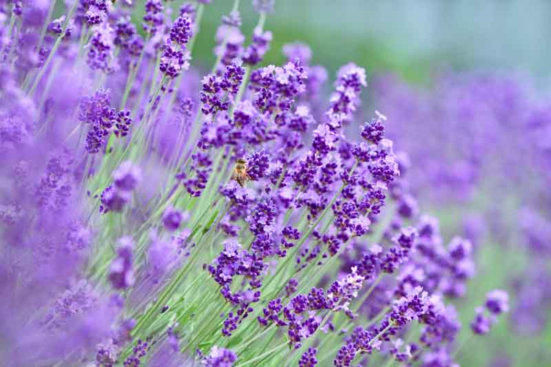 Lavandula x Intermedia Hidcote Giant, Lavender 'Hidcote Giant', Lavandin 'Hidcote Giant', Fat Spike Lavender 'Hidcote Giant' , Purple flowers, Drought tolerant plant, Summer blooms, Deer resistant plants, fragrant flowers