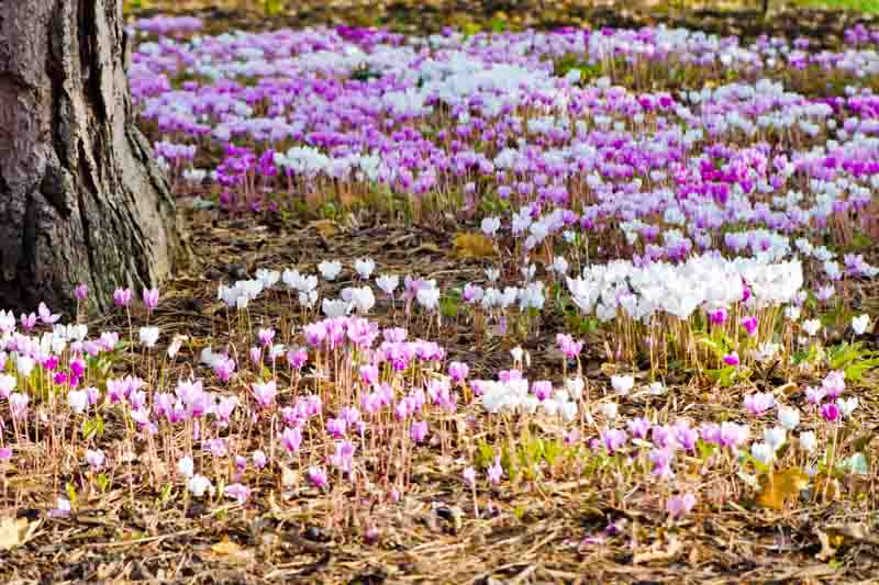 Cyclamen Coum, Persian Violet, Sowbread, Eastern Cyclamen, Round-Leaved Cyclamen, early flowering bulb, winter bulb, Pink flowering bulb, White flowering bulb