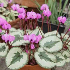 Cyclamen Coum, Persian Violet, Sowbread, Eastern Cyclamen, Round-Leaved Cyclamen, early flowering bulb, winter bulb, Pink flowering bulb, White flowering bulb