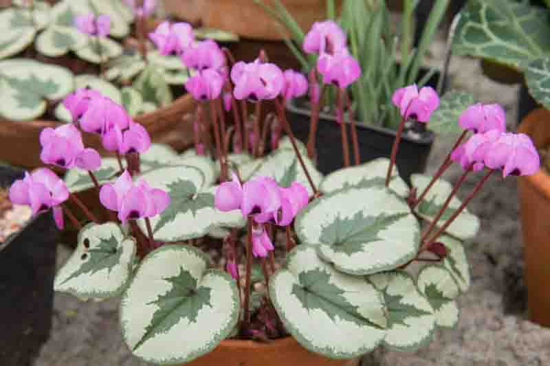 Cyclamen Coum, Persian Violet, Sowbread, Eastern Cyclamen, Round-Leaved Cyclamen, early flowering bulb, winter bulb, Pink flowering bulb, White flowering bulb