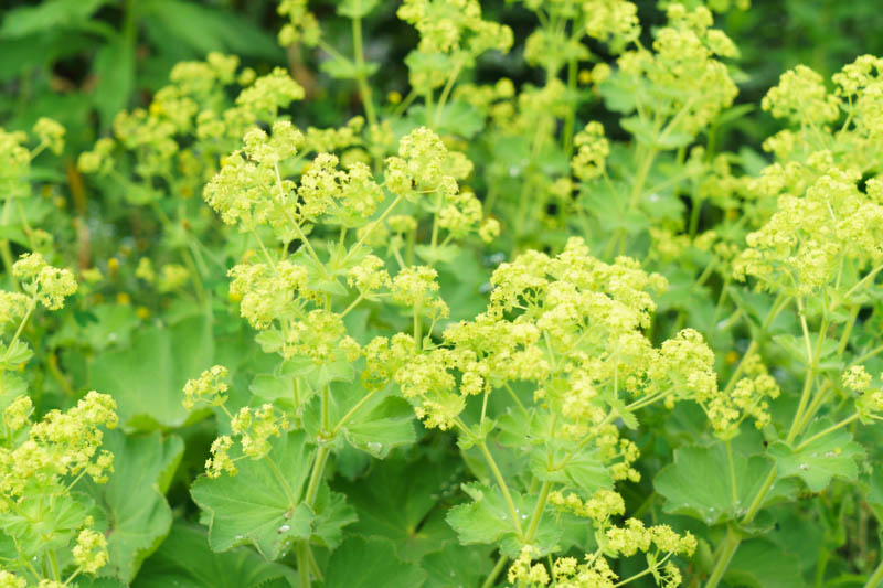Alchemilla mollis Lady's Mantle foliage and flowers