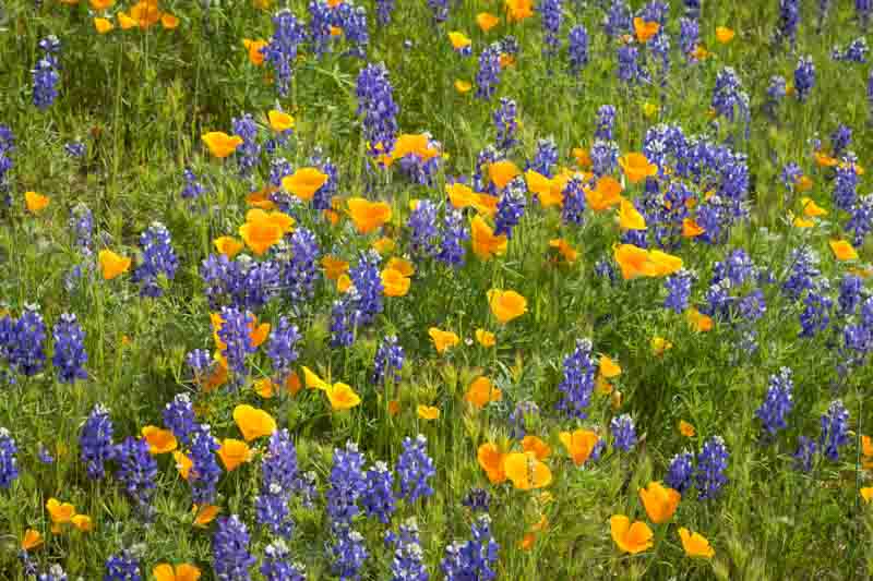 California poppy, California poppies, California Wildflowers, Wildflowers, Yellow Wildflowers,