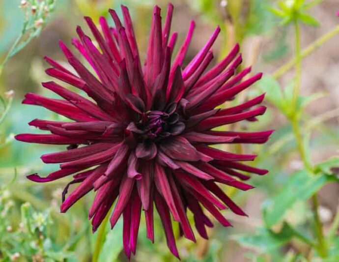 Dahlia 'Nuit d'Ete','Nuit d'Ete' Dahlia, Cactus Dahlias, Black Dahlia Flowers, Dark Dahlias, Dahlia Tubers, Dahlia Bulbs, Dahlia Flower, Dahlia Flowers, summer bulbs