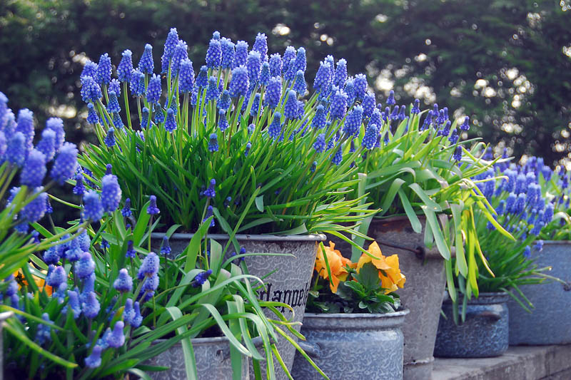 muscari armeniacum, grape hyacinth