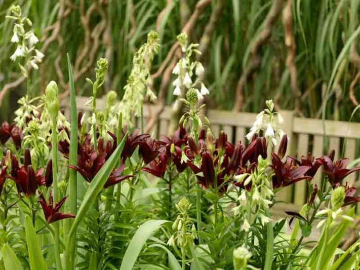 Galtonia Candicans, Summer Hyacinth,Spire Lily, Berg Lily,Summer bulbs,White flowers, Ornithogalum Candicans