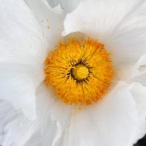 Romneya Coulteri,Californian Tree poppy, Californian Poppy Bush Poppy, Canyon Poppy Dream of the Desert, Giant White Californian Poppy, Matilija Poppy, white flowers, Mediterranean shrub