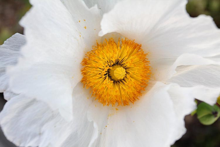 Romneya Coulteri,Californian Tree poppy, Californian Poppy Bush Poppy, Canyon Poppy Dream of the Desert, Giant White Californian Poppy, Matilija Poppy, white flowers, Mediterranean shrub