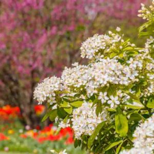 Choisya ternata, Mexican Orange Blossom with clusters of white fragrant flowers