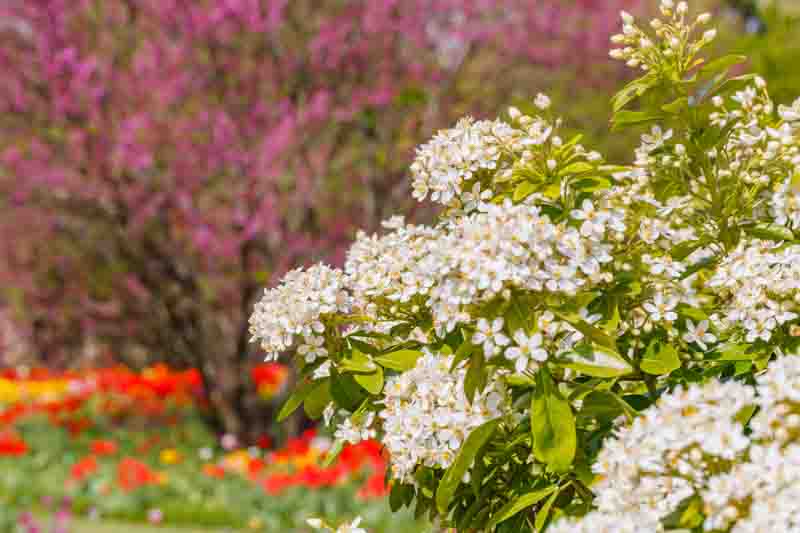 Choisya ternata, Mexican Orange Blossom with clusters of white fragrant flowers
