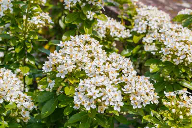 Choisya ternata, Mexican Orange Blossom with clusters of white fragrant flowers
