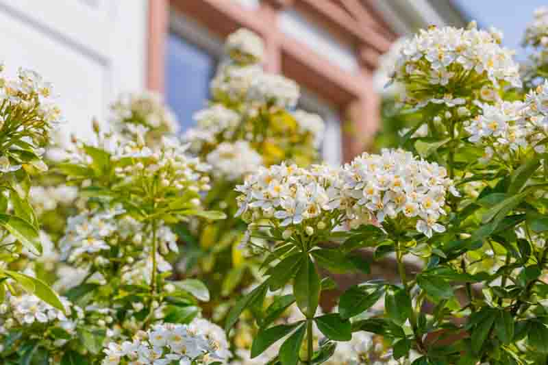 Choisya ternata, Mexican Orange Blossom with clusters of white fragrant flowers